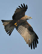 Black Kite