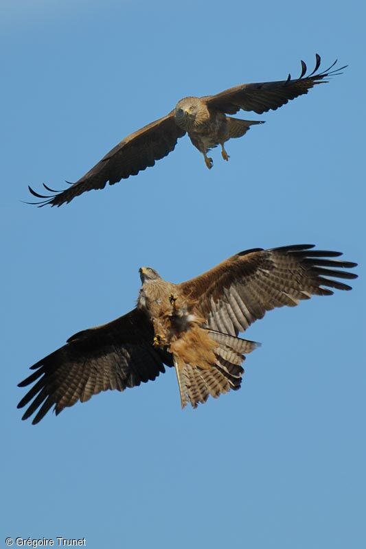 Black Kite