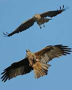 Black Kite