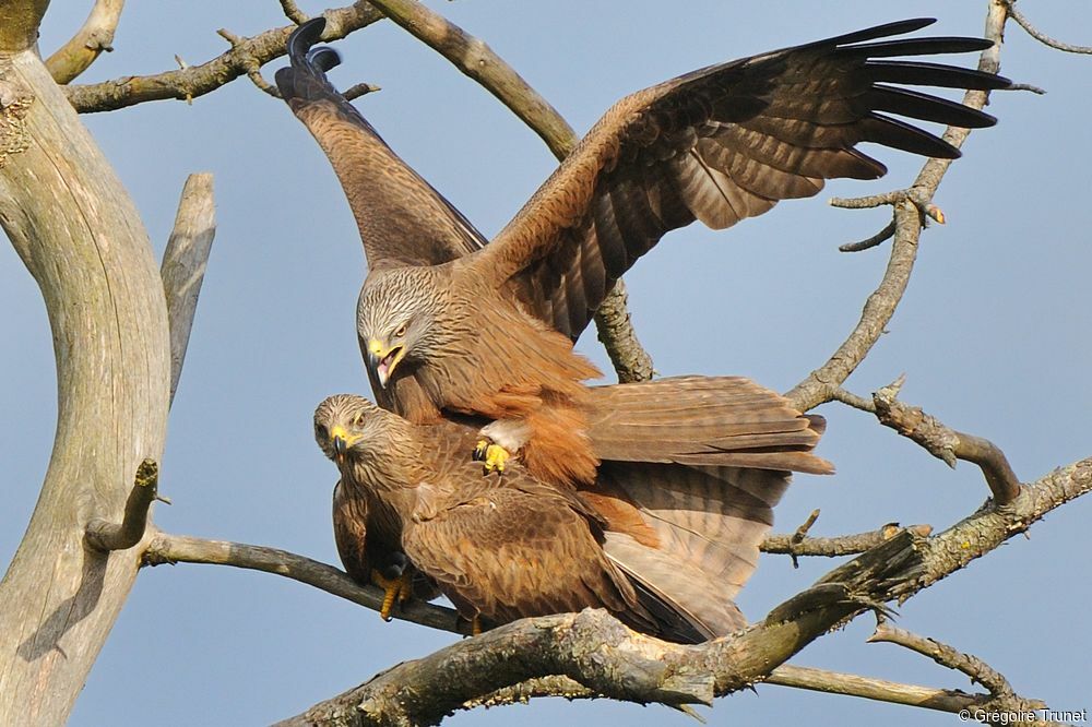 Black Kite