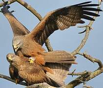 Black Kite