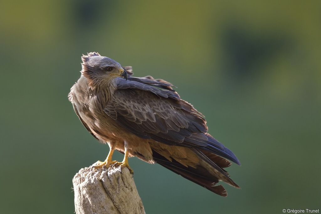 Black Kite