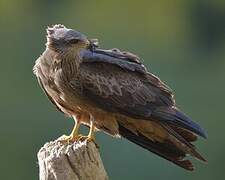 Black Kite