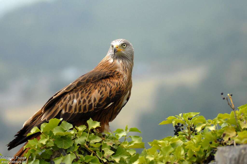 Red Kiteadult breeding, pigmentation