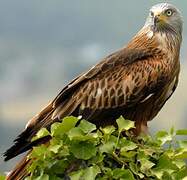 Red Kite