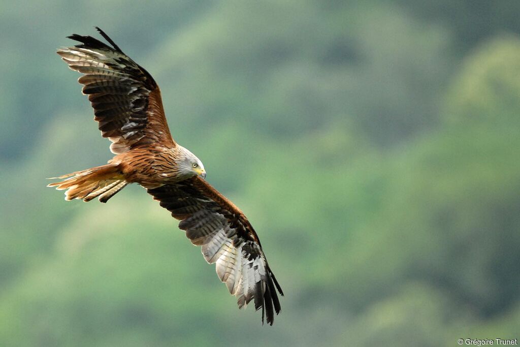 Red Kite