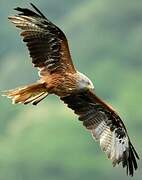 Red Kite