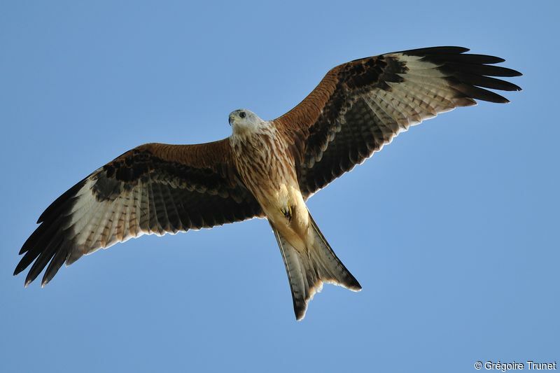 Red Kite