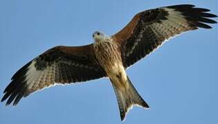 Red Kite