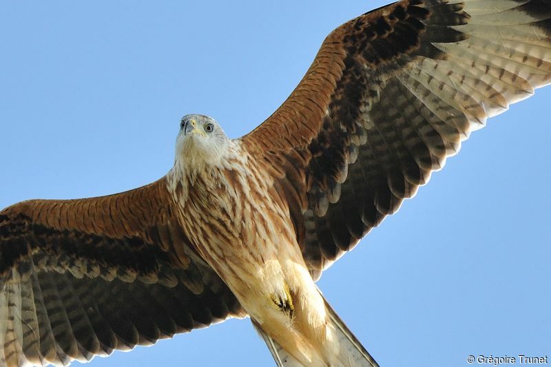 Red Kite