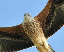 Red Kite