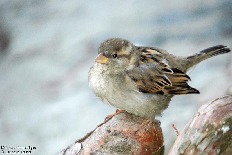 House Sparrow