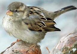 Moineau domestique