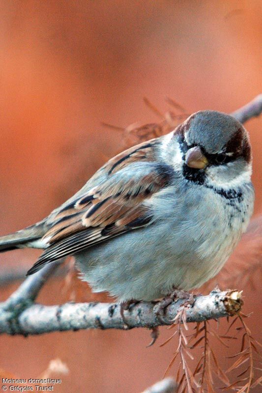 Moineau domestique