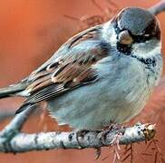 House Sparrow