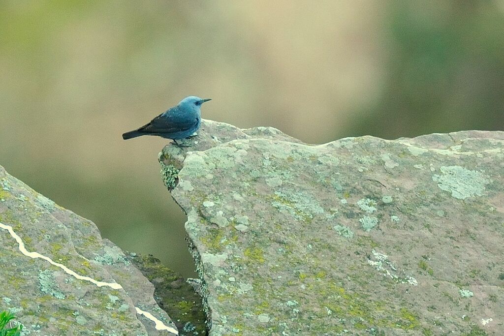 Blue Rock Thrush