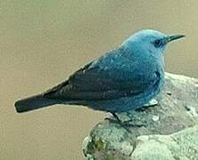 Blue Rock Thrush