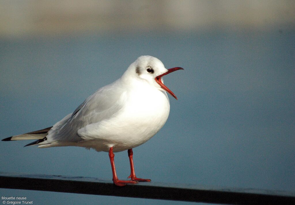 Mouette rieuse