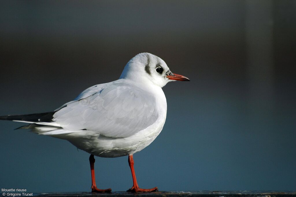 Mouette rieuse