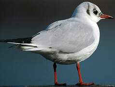 Mouette rieuse