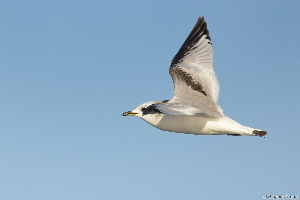 Black-legged Kittiwake