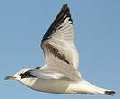 Mouette tridactyle