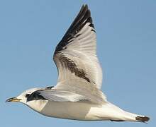 Black-legged Kittiwake