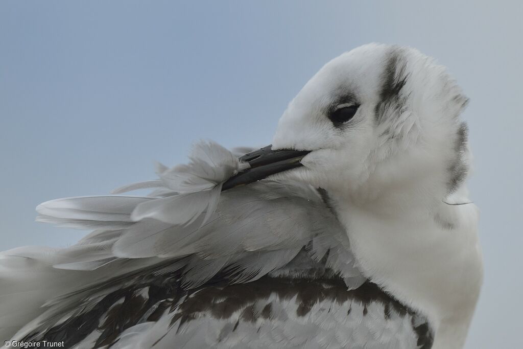 Black-legged Kittiwake