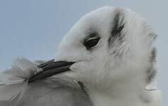 Mouette tridactyle