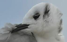 Black-legged Kittiwake