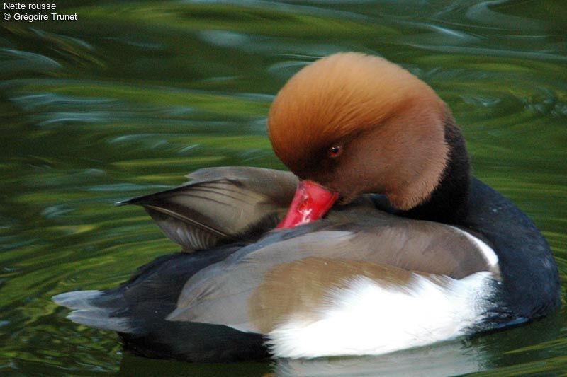 Red-crested Pochard