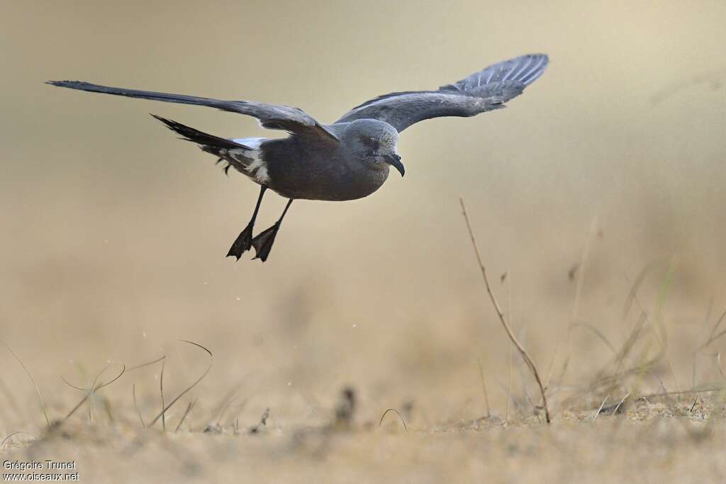 Leach's Storm Petrel, close-up portrait