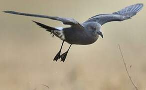 Leach's Storm Petrel