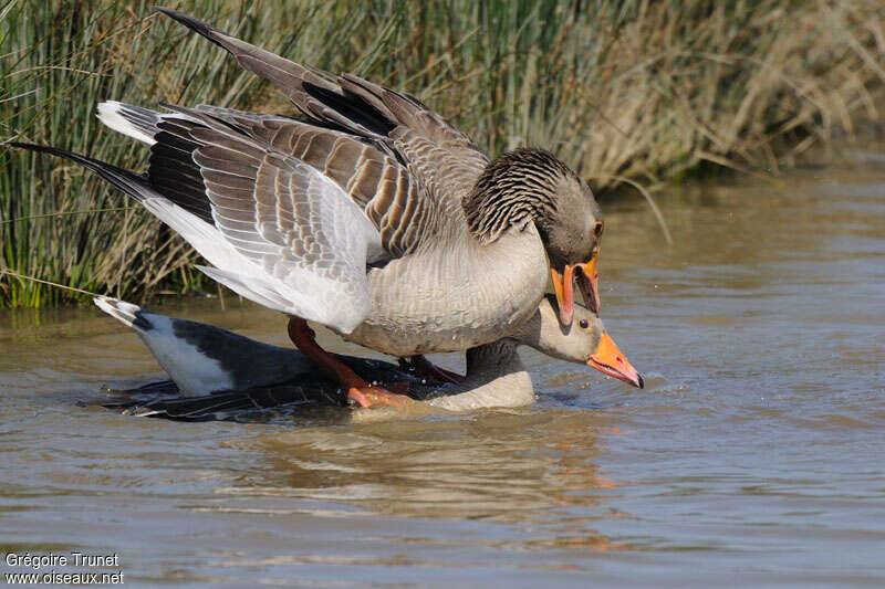 Greylag Gooseadult, mating., Behaviour