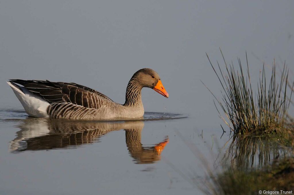 Greylag Goose