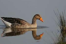 Greylag Goose