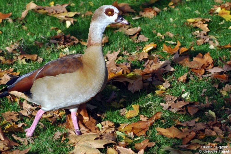 Egyptian Goose