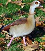 Egyptian Goose