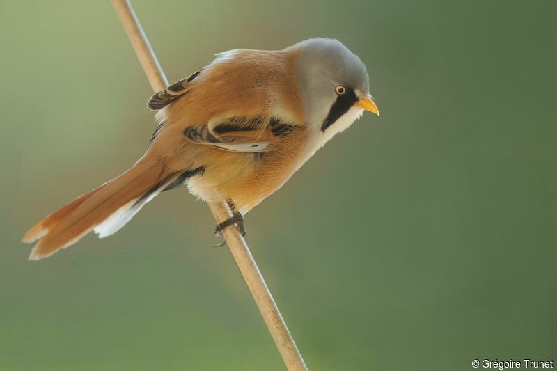 Bearded Reedling