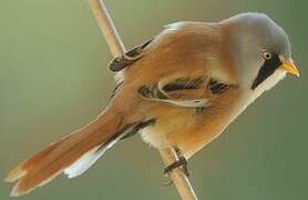 Bearded Reedling