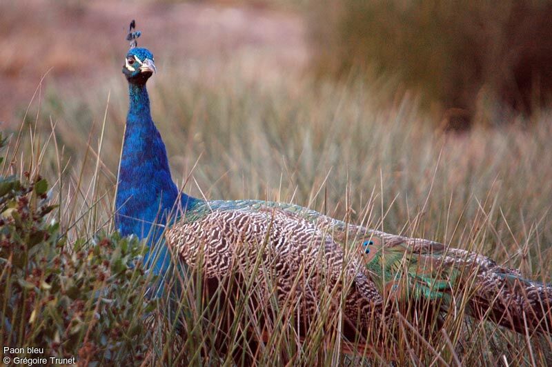 Indian Peafowl