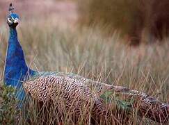 Indian Peafowl