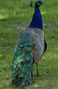 Indian Peafowl