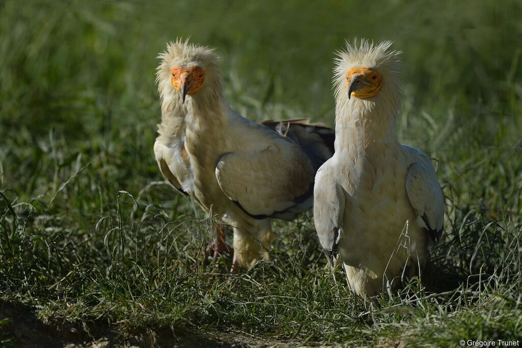 Egyptian Vulture