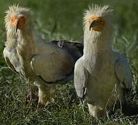 Egyptian Vulture