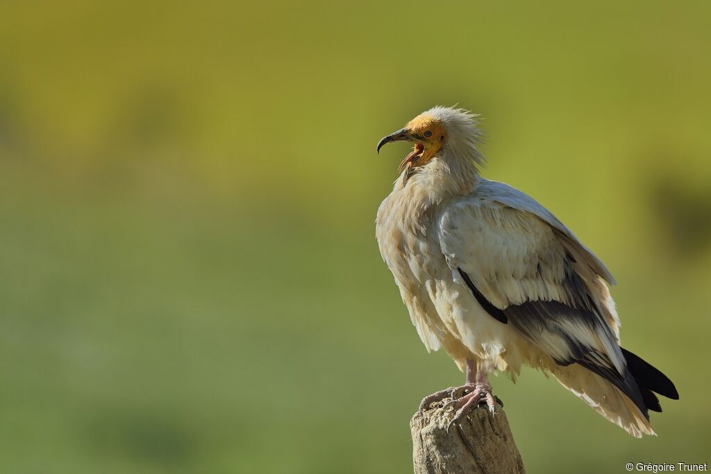 Egyptian Vulture, identification