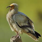 Egyptian Vulture