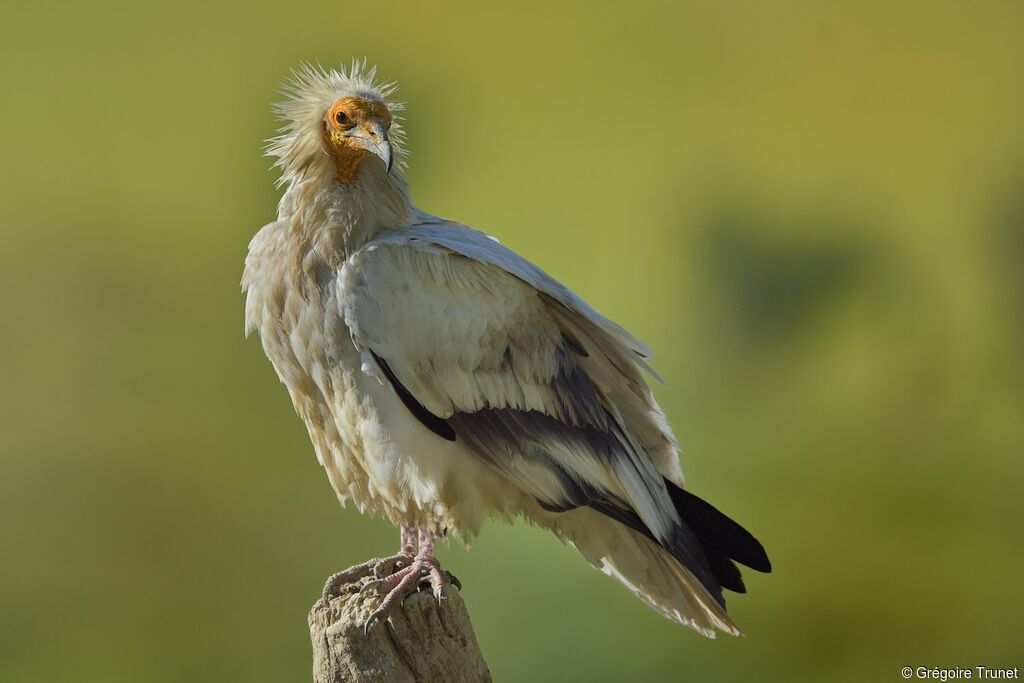 Egyptian Vulture, identification