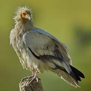 Egyptian Vulture