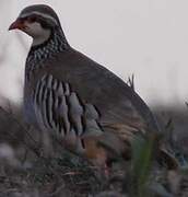 Red-legged Partridge